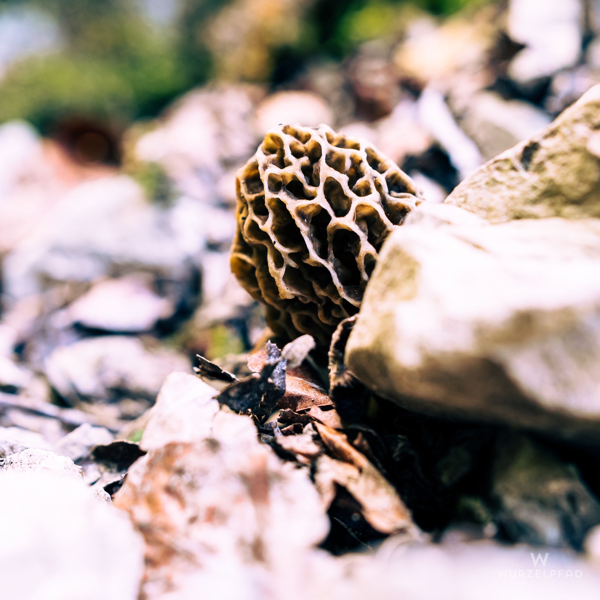 Eine Morchel, super!